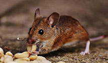24 Hour & Emergency Exterminators in Ordway, CO